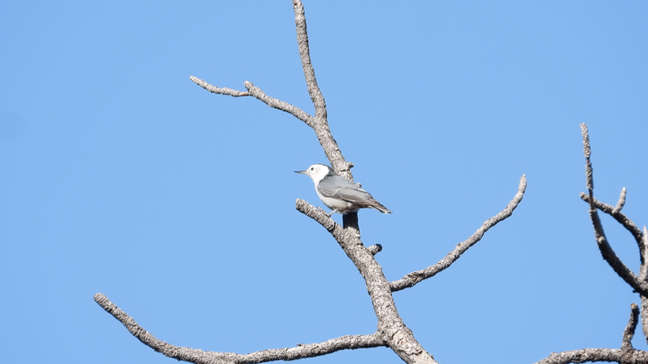 Nuthatch, White-Breasted 2022 1