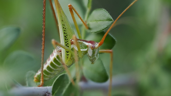 Obolopteryx brevihastata - Common Short-wing Katydid7