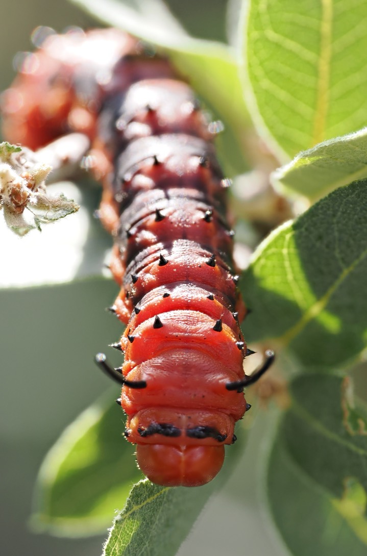Oslar’s Oakworm Moth c11 2