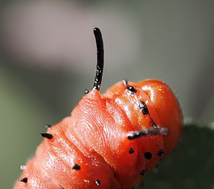 Oslar’s Oakworm Moth c13 2