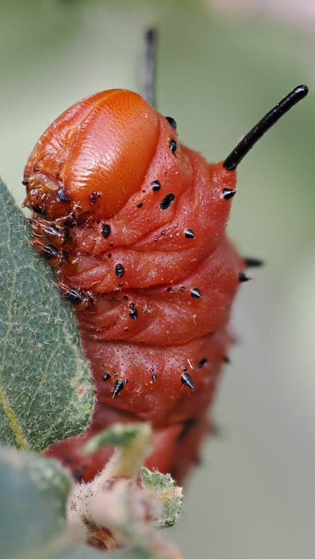 Oslar’s Oakworm Moth c5 (2)