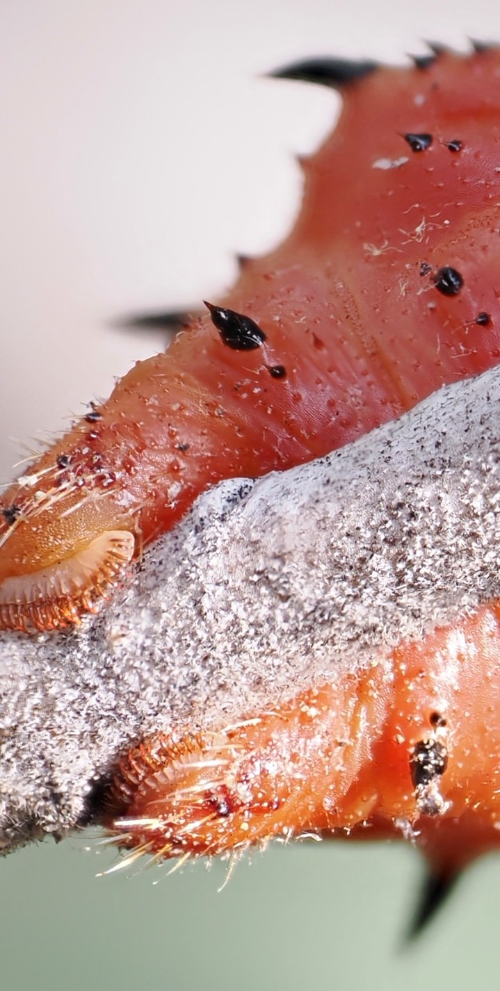 Oslar’s Oakworm Moth c7 (2) 2