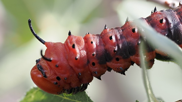 Oslar’s Oakworm Moth c9 2