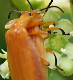 P7210051