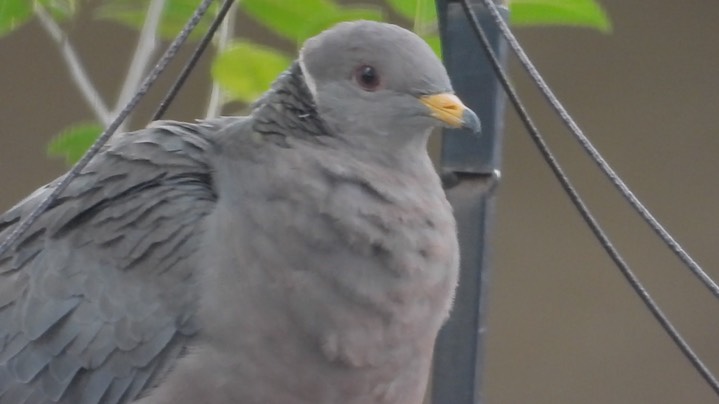 Pigeon, Band-tailed (New Mexico) 2018a