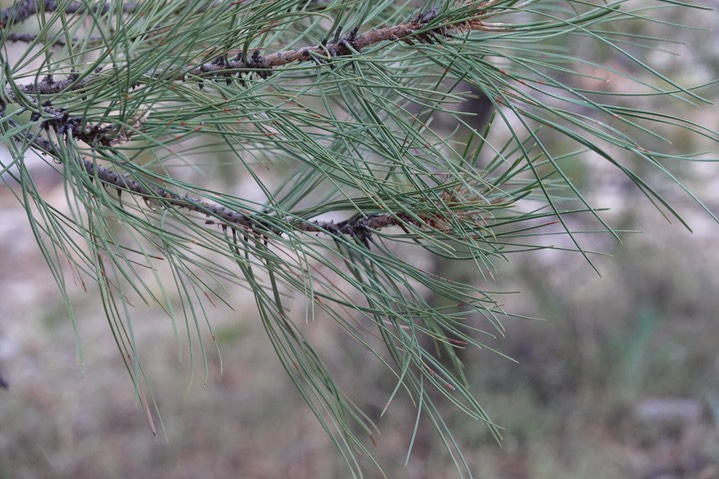Pinus ponderosa, Ponderosa Pine  Sawmill Canyon 6-4a