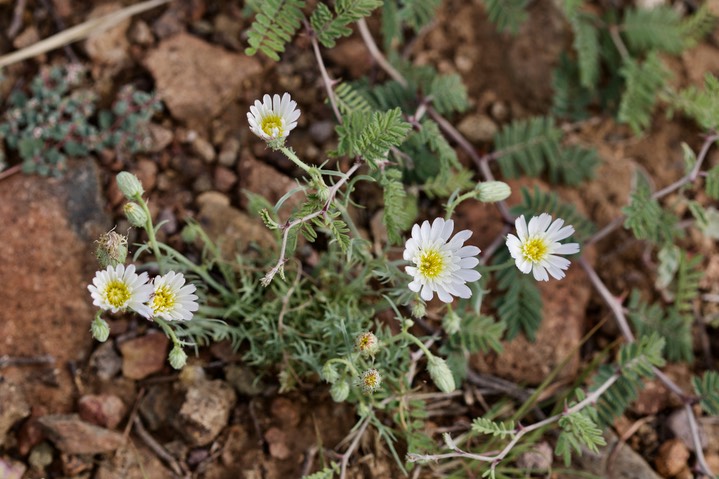 Rafinesquia neomexianca, Desert Chicory1a