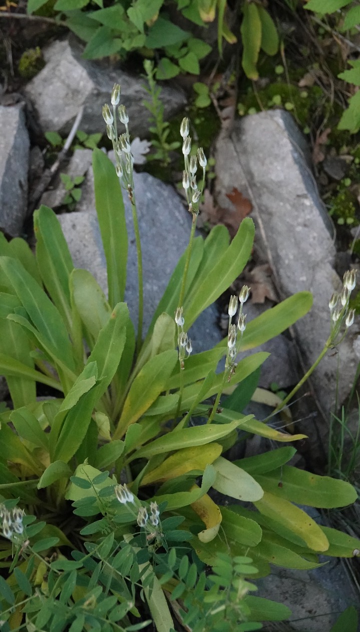 Rusby's Primrose,  Primula rusbyi (3)