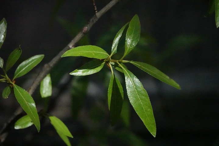 Salix gooddingii, Goodding's Willow     1