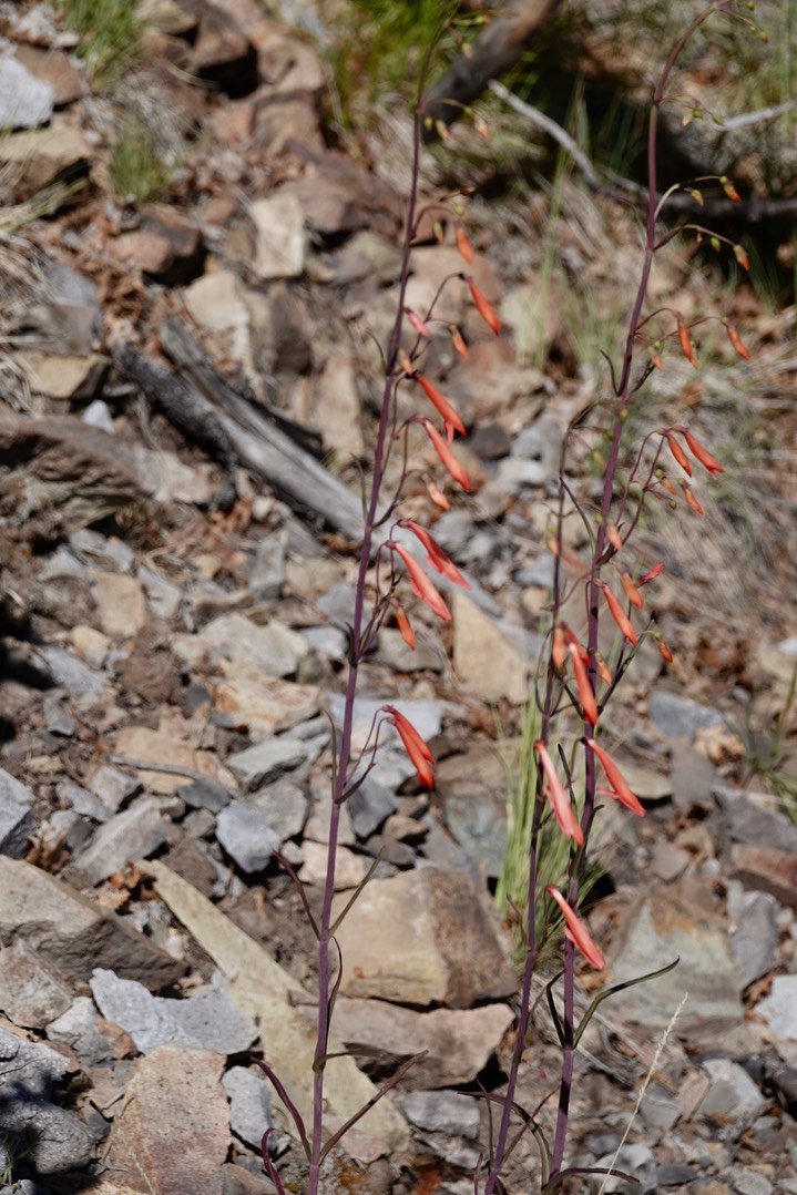 Scarlet Penstemon, Penstemon barbatus subsp. torreyi063019a