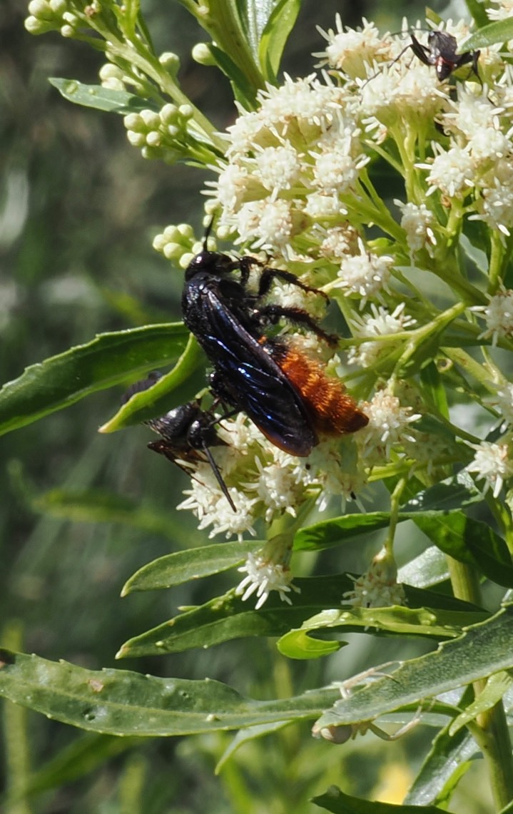 Scoliid Wasp 2