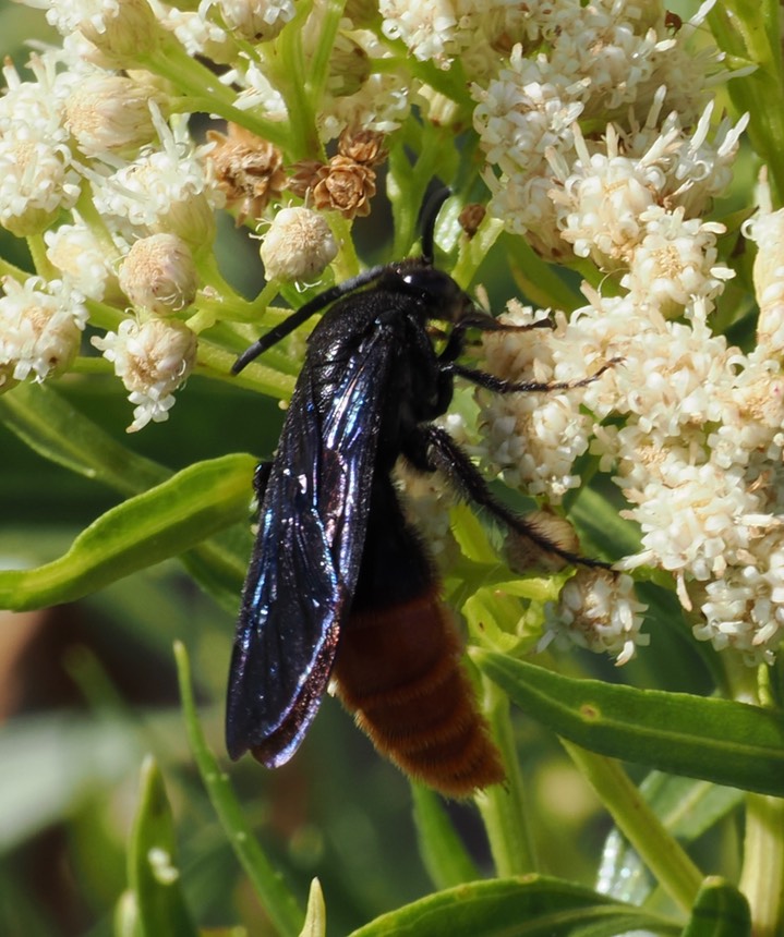 Scoliid Wasp 5 2