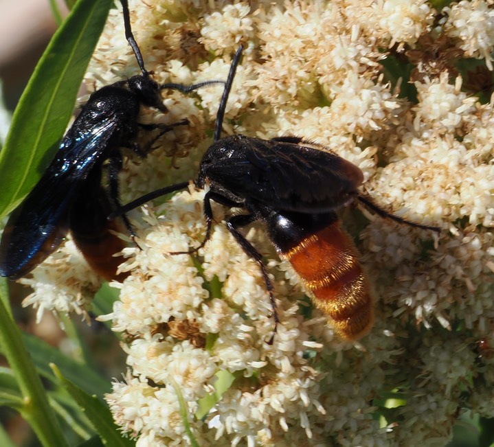 Scoliid Wasp 5 3