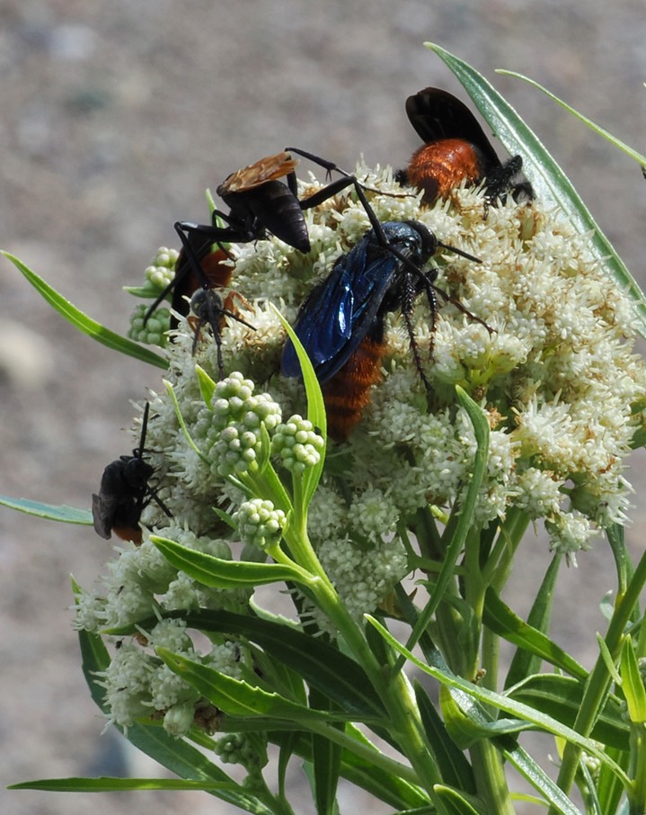 Scoliid Wasp 5 a