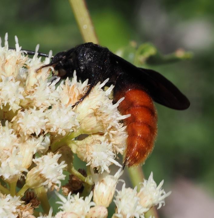 Scoliid Wasp and Pepsis? Warm Springs Wash