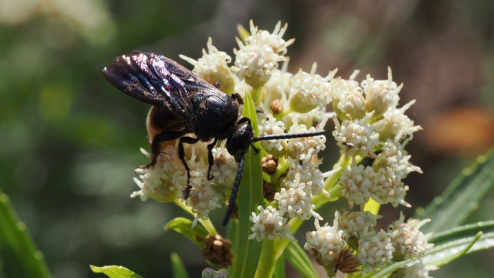 Scoliid Wasp6 2