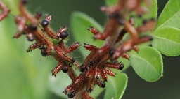small caterpillar11