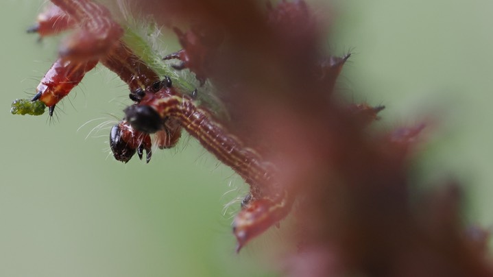 small caterpillar13