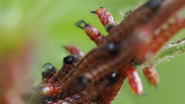small caterpillar2