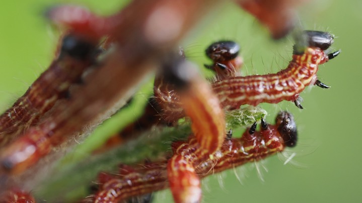 small caterpillar7