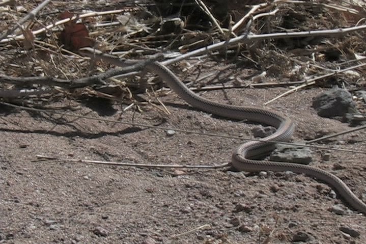 snake 7-1