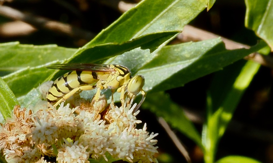 Stictiella pulchella 10