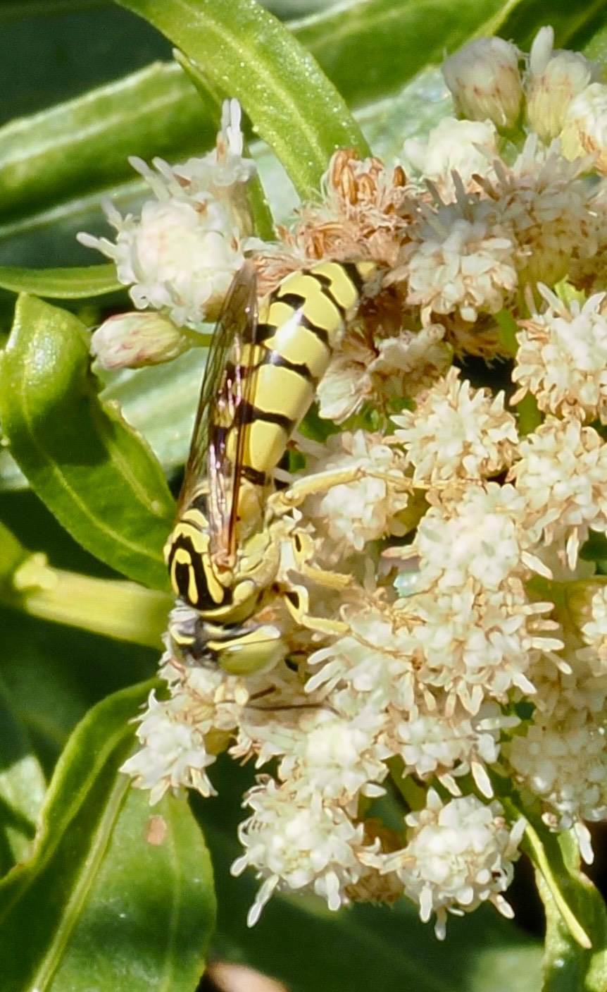 Stictiella pulchella 1
