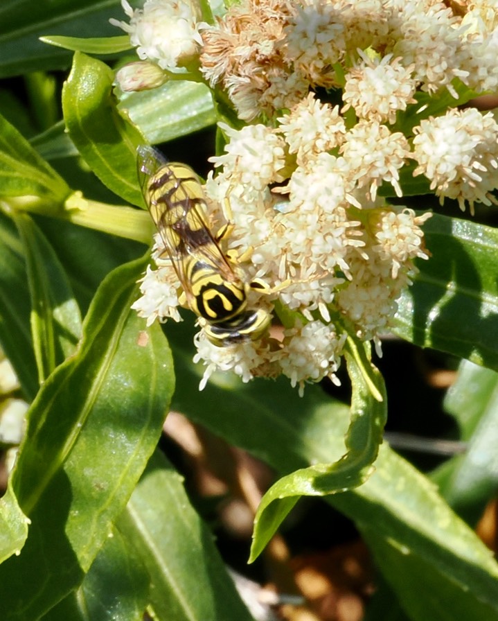 Stictiella pulchella 3