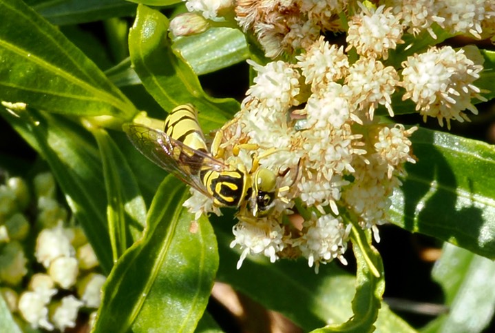 Stictiella pulchella 5