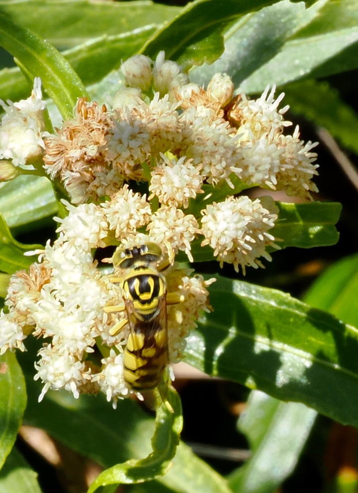 Stictiella pulchella 6
