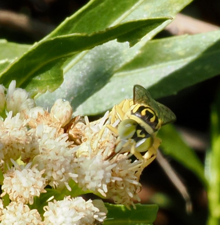 Stictiella pulchella 7