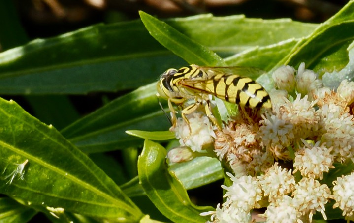 Stictiella pulchella 8