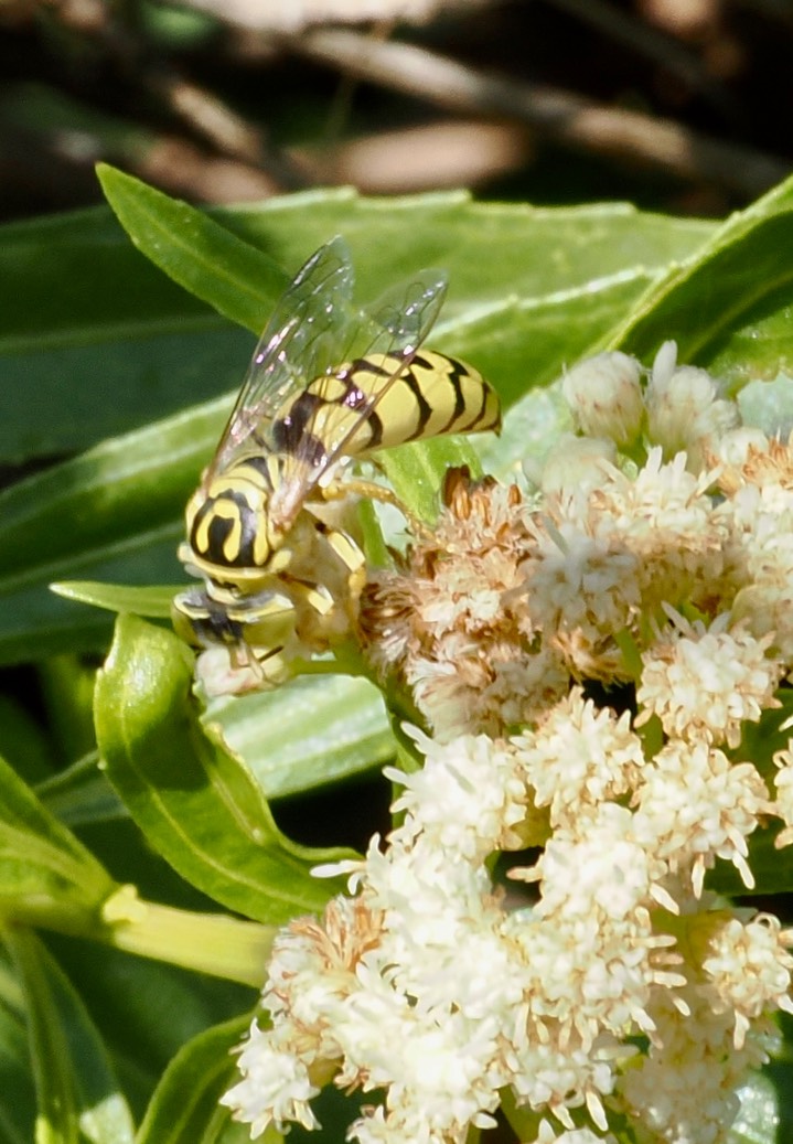 Stictiella pulchella 9