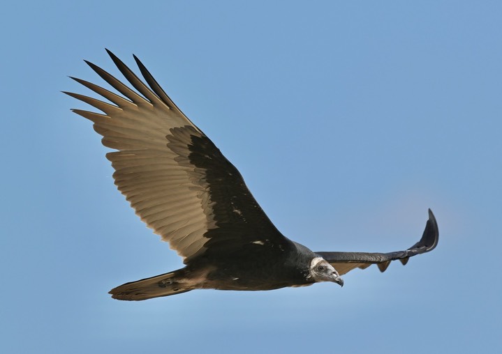 Vulture by Abernathy 1