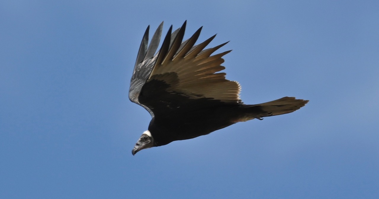 Vulture by Abernathy 2