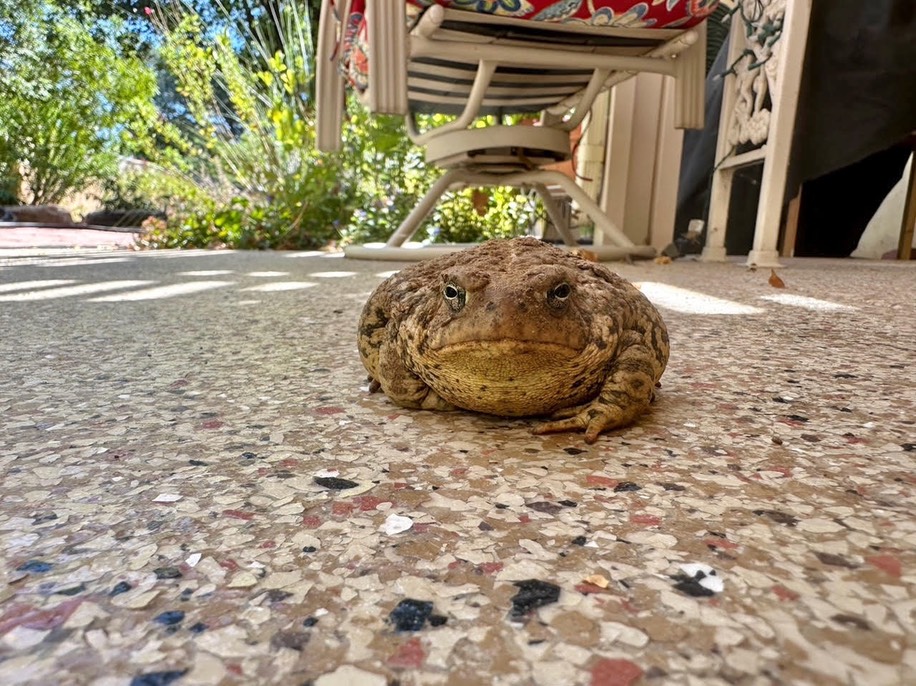 Woodhouse's Toad, Anaxyrus woodhousii Lander