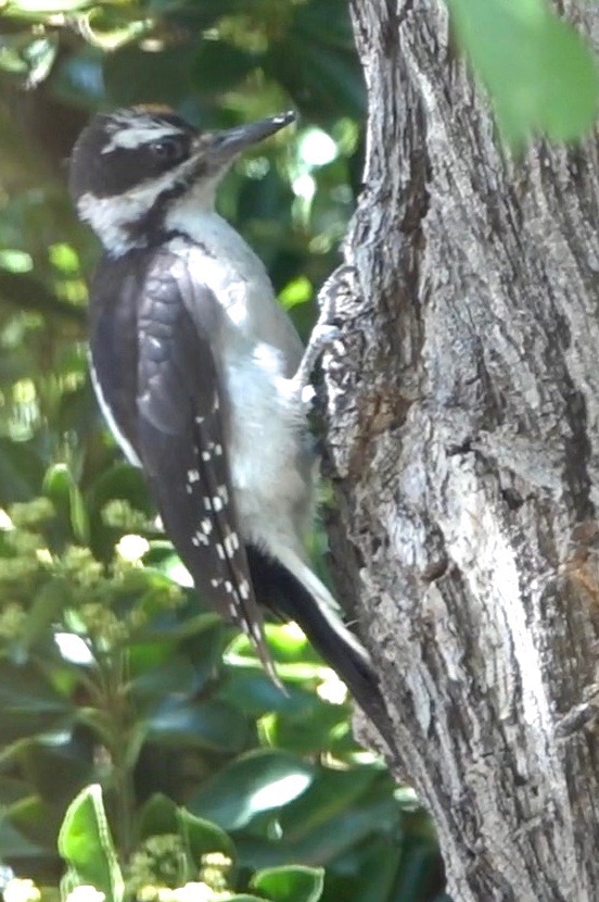 Woodpecker, Hairy (Hillsboro 716-1)