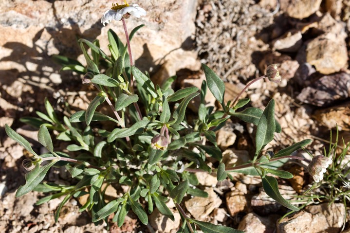 Zinnia acerosa - Desert Zinnia - East of Hillsboro5