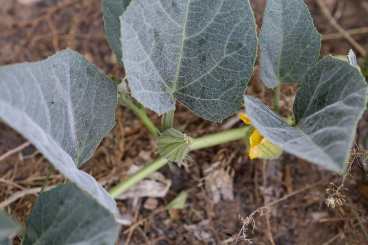 Cucurbita foetidissima, Buffalo Gourd3