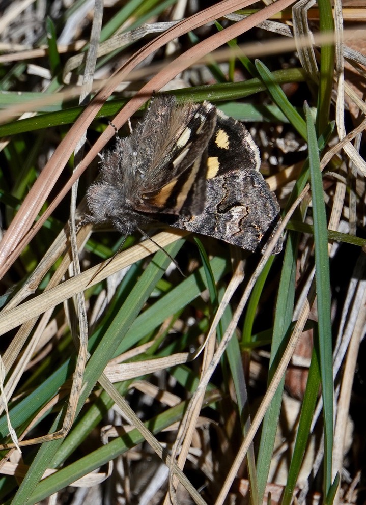 Litocala Moth - Litocala sexsignata