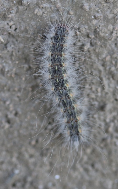 Fall Webworm, Hyphantria cunea, Hillsboro
