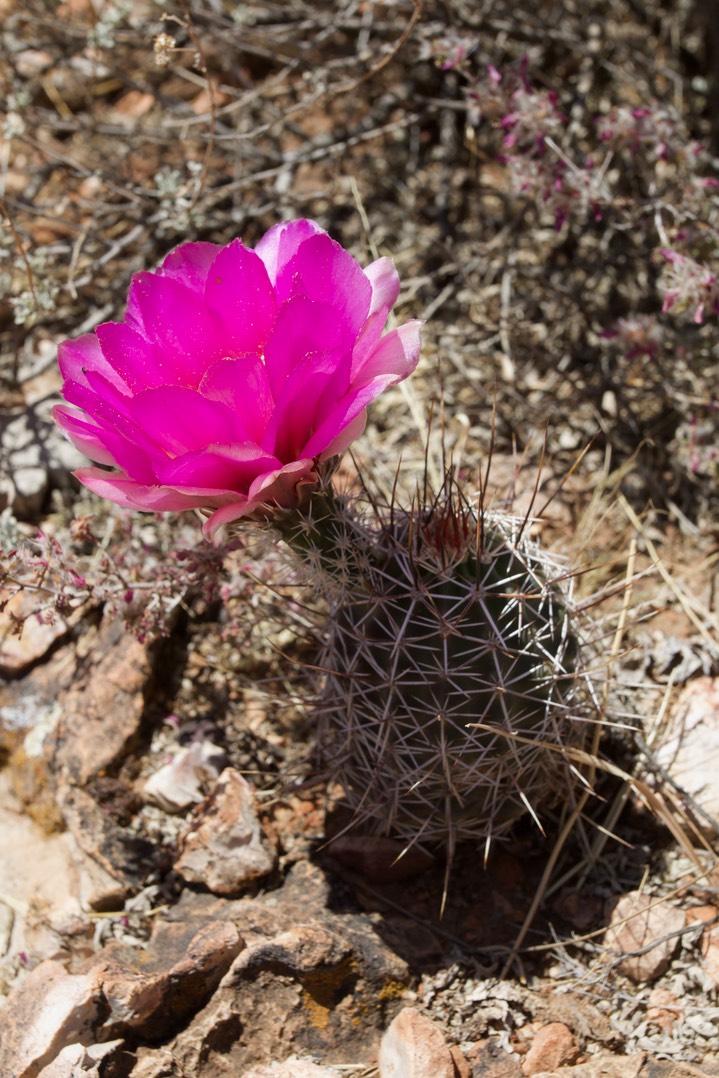 Fendler’s Hedgehog Cactus - Echinocereus fendleri 3