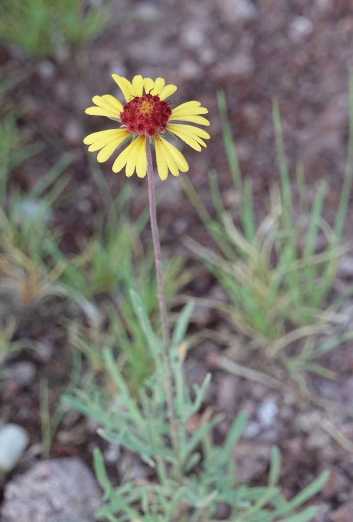 Gaillardia pinnatifida, Yellow Blanket Flower