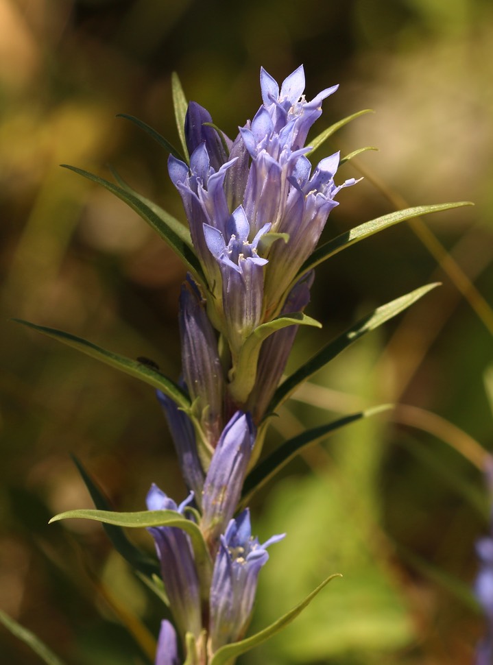 Gentiana affinis, Pleated Gentian