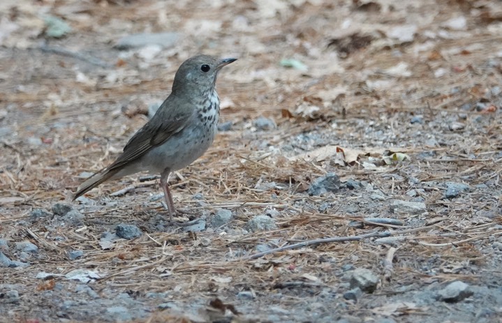Hermit Thrush, Catharus ustulatus auduboni, Iron Creek Campground, June 23, 2024 a
