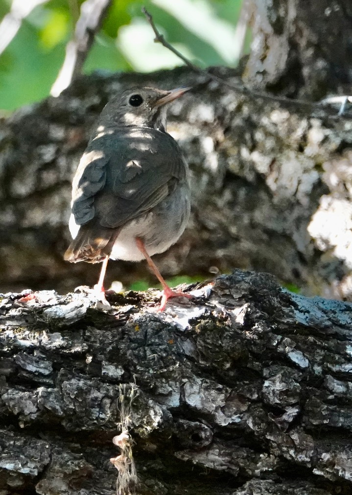 Hermit Thrush, Catharus ustulatus auduboni, Iron Creek Campground, June 23, 2024c