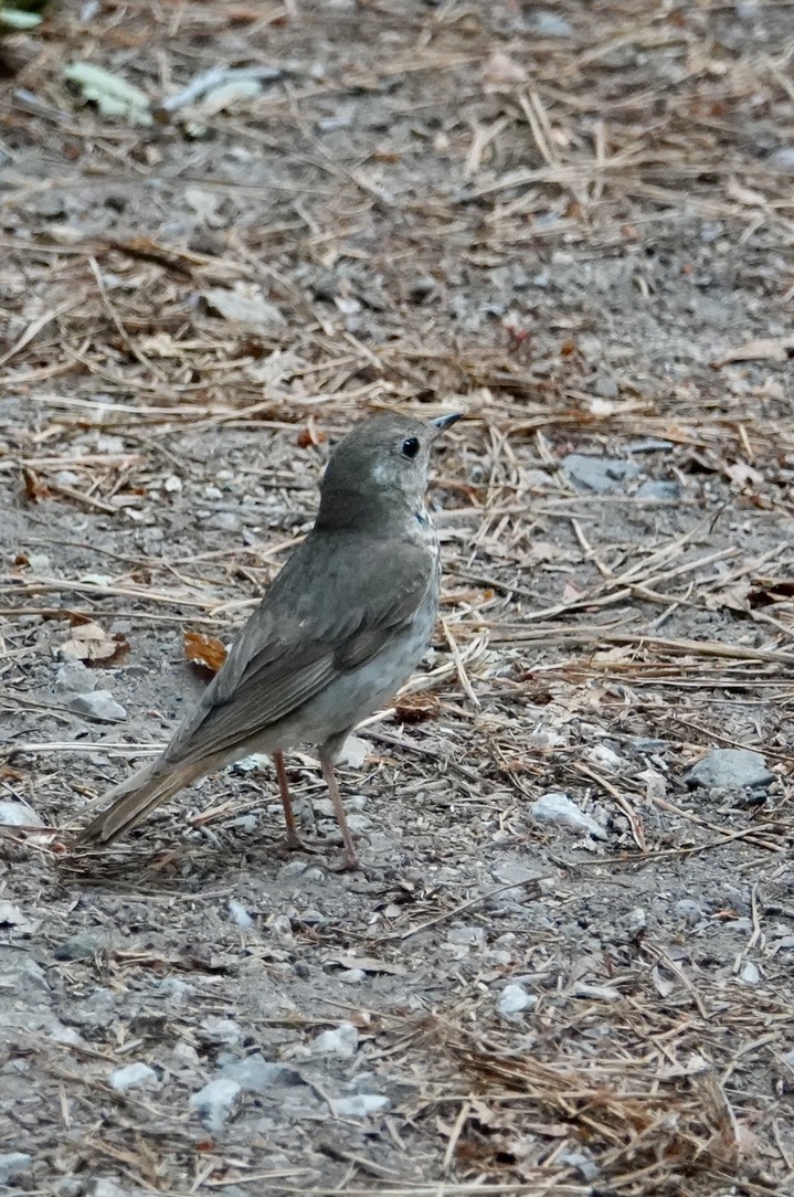 Hermit Thrush, Catharus ustulatus auduboni, Iron Creek Campground, June 23, 2024 b