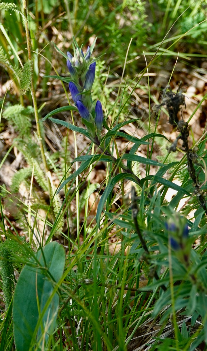 Hillsboro Peak Trail, Pneumonanthe affinis, Pleated Gentian