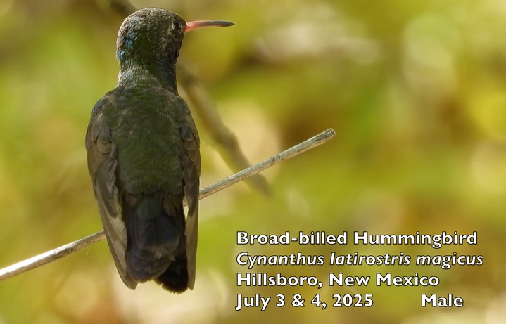 Hummingbird, Broad-billed 1