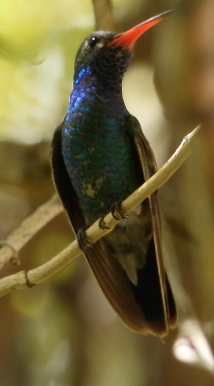 Hummingbird, Broad-billed2